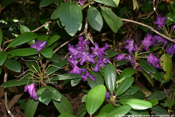 Ogród Botaniczny w Gołubiu Ogród Botaniczny w Gołubiu