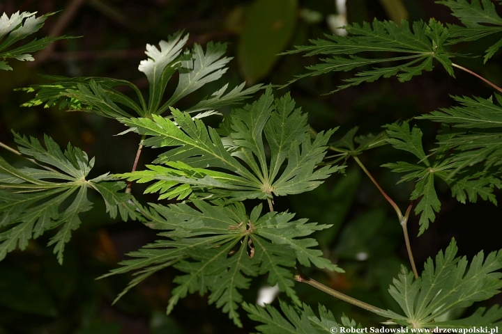Ogród Botaniczny w Gołubiu Ogród Botaniczny w Gołubiu