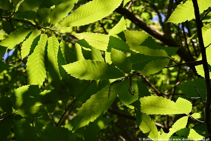 Ogród Botaniczny w Gołubiu Ogród Botaniczny w Gołubiu