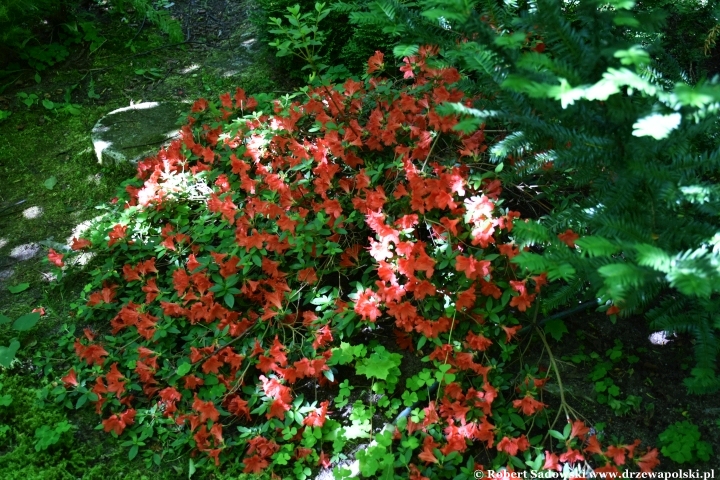 Ogród Botaniczny w Gołubiu Ogród Botaniczny w Gołubiu
