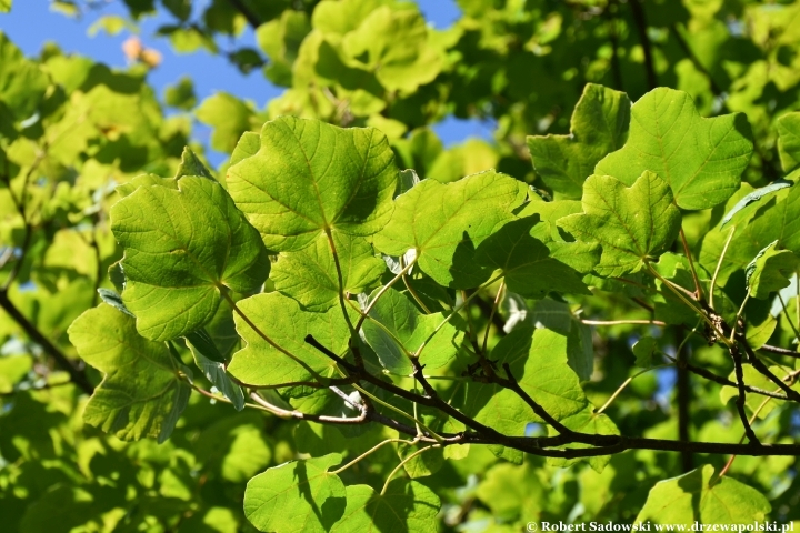 Ogród Botaniczny w Gołubiu Ogród Botaniczny w Gołubiu
