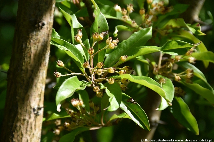 Ogród Botaniczny w Gołubiu Ogród Botaniczny w Gołubiu