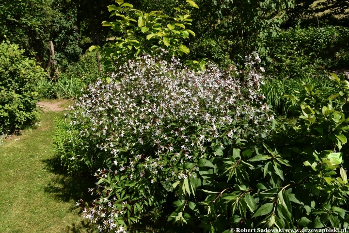 Ogród Botaniczny w Gołubiu Ogród Botaniczny w Gołubiu