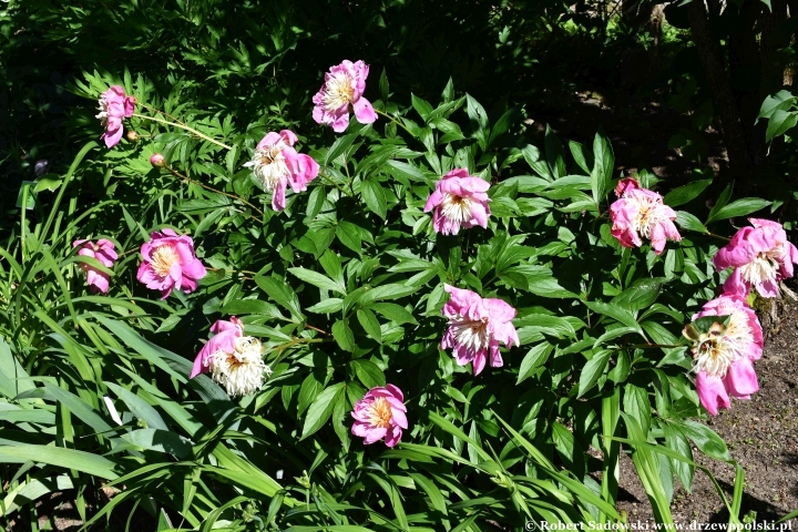 Ogród Botaniczny w Gołubiu Ogród Botaniczny w Gołubiu