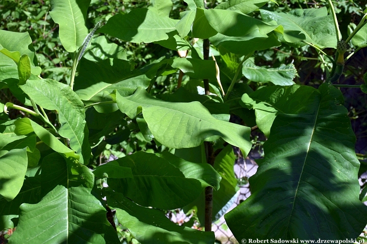 Ogród Botaniczny w Gołubiu Ogród Botaniczny w Gołubiu