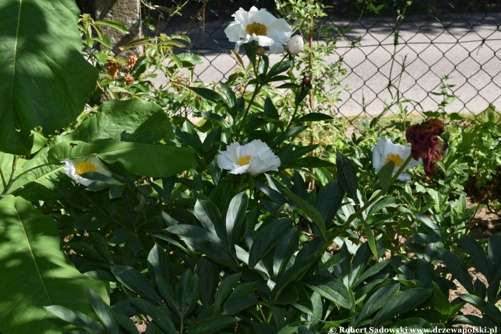 Ogród Botaniczny w Gołubiu Ogród Botaniczny w Gołubiu