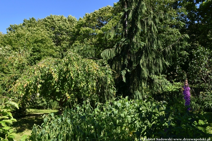 Ogród Botaniczny w Gołubiu Ogród Botaniczny w Gołubiu