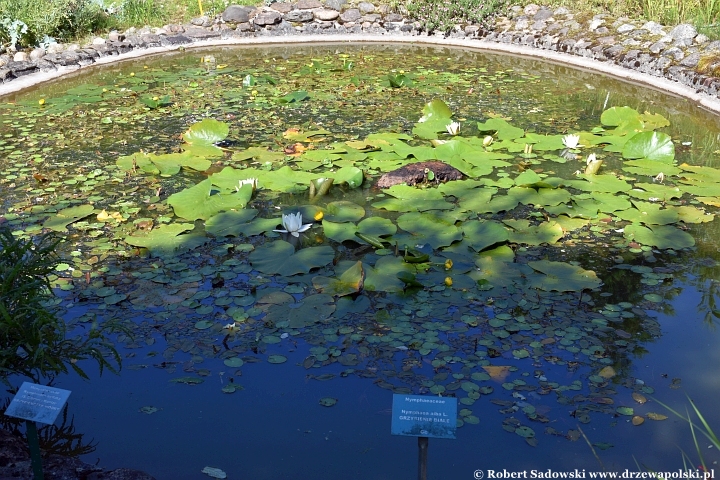 Ogród Botaniczny w Gołubiu Ogród Botaniczny w Gołubiu
