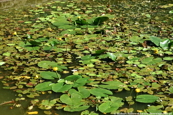 Ogród Botaniczny w Gołubiu Ogród Botaniczny w Gołubiu