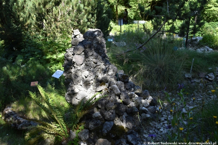 Ogród Botaniczny w Gołubiu Ogród Botaniczny w Gołubiu