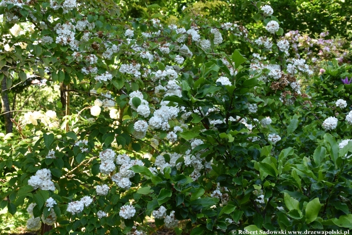 Ogród Botaniczny w Gołubiu Ogród Botaniczny w Gołubiu