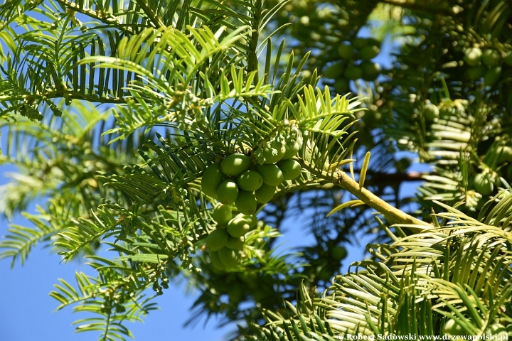 Ogród Botaniczny w Gołubiu Ogród Botaniczny w Gołubiu