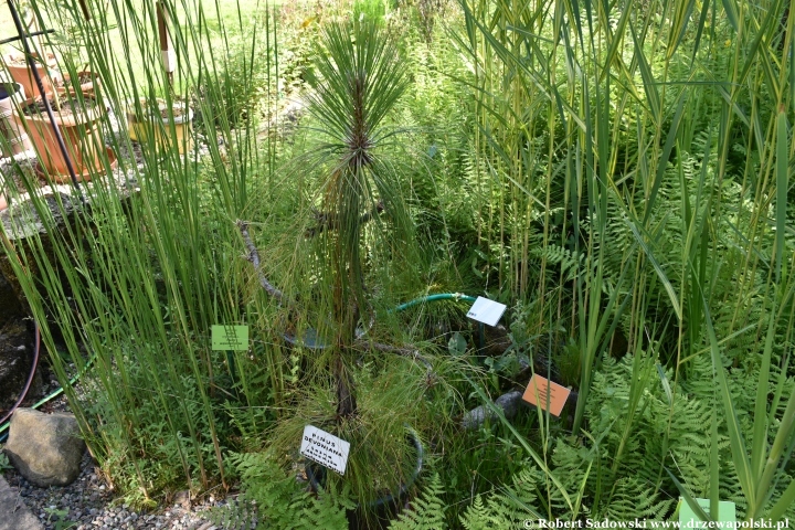 Ogród Botaniczny w Gołubiu Ogród Botaniczny w Gołubiu