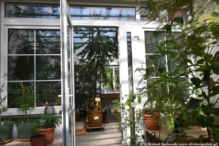 Ogród Botaniczny w Gołubiu Ogród Botaniczny w Gołubiu