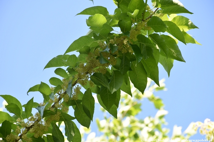 Ogród Botaniczny w Gołubiu Ogród Botaniczny w Gołubiu