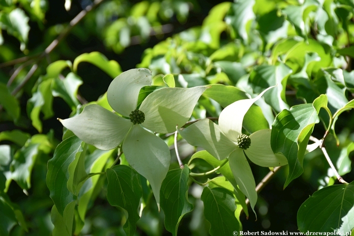 Ogród Botaniczny w Gołubiu Ogród Botaniczny w Gołubiu