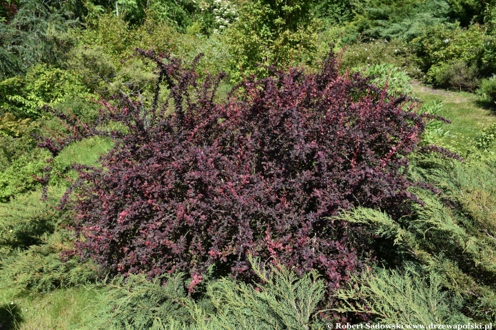 Ogród Botaniczny w Gołubiu Ogród Botaniczny w Gołubiu