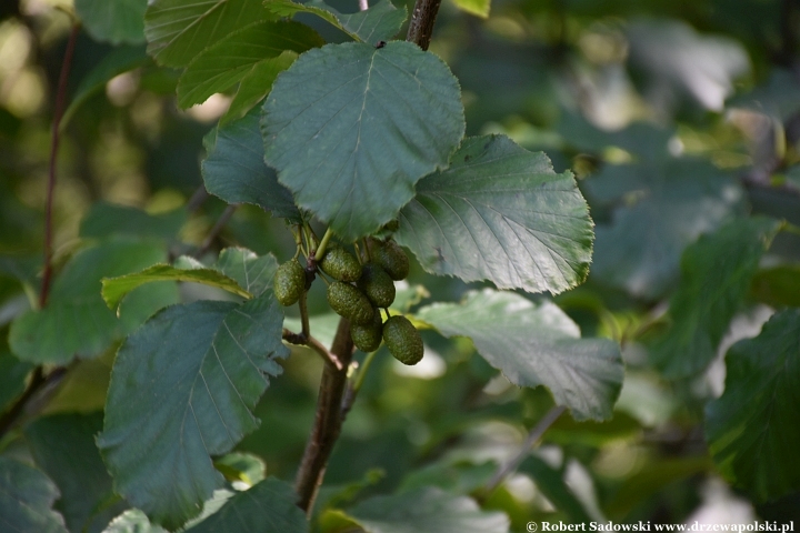 Ogród Botaniczny w Gołubiu Ogród Botaniczny w Gołubiu