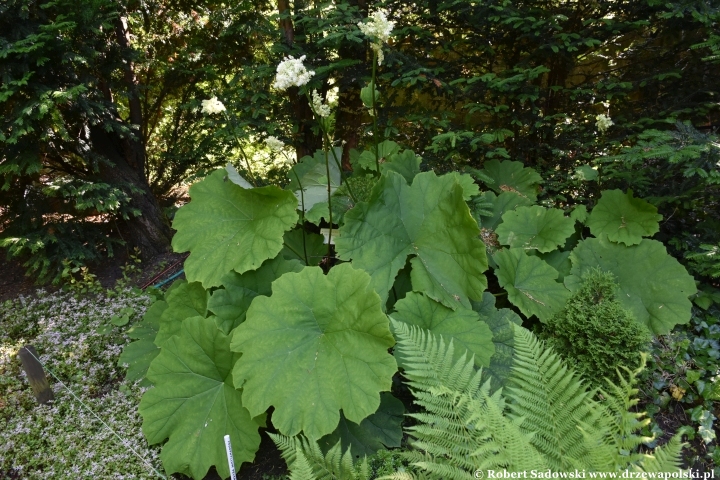 Ogród Botaniczny w Gołubiu Ogród Botaniczny w Gołubiu