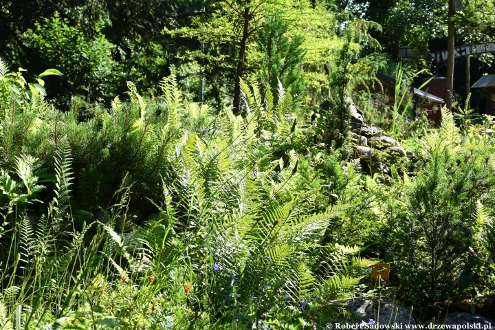Ogród Botaniczny w Gołubiu Ogród Botaniczny w Gołubiu