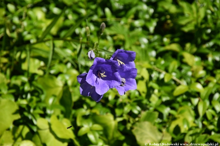Ogród Botaniczny w Gołubiu Ogród Botaniczny w Gołubiu