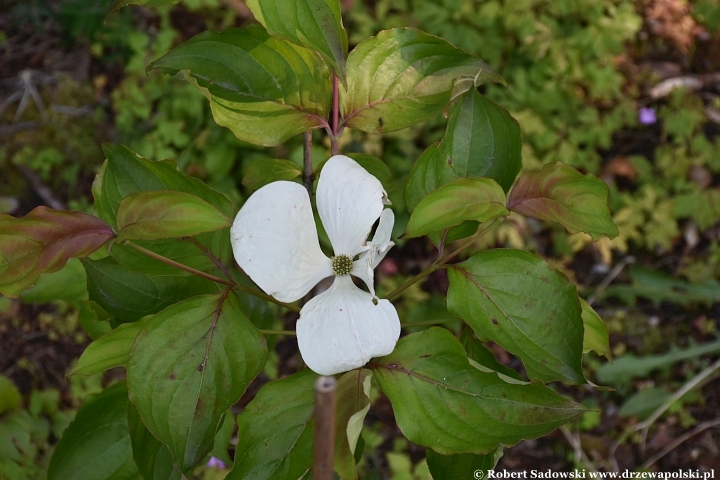 Ogród Botaniczny w Gołubiu Ogród Botaniczny w Gołubiu