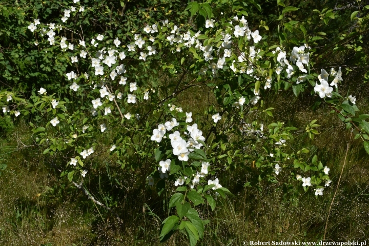 Ogród Botaniczny w Gołubiu Ogród Botaniczny w Gołubiu