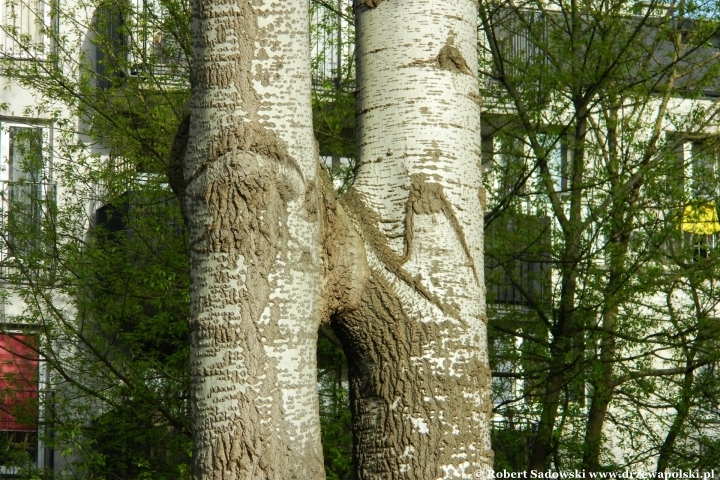 Inoskulacja pni drzew