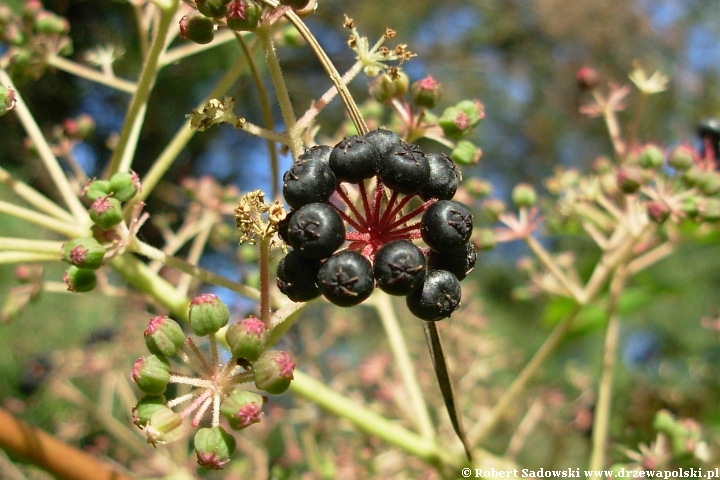 Jagodowe owoce aralia wysoka