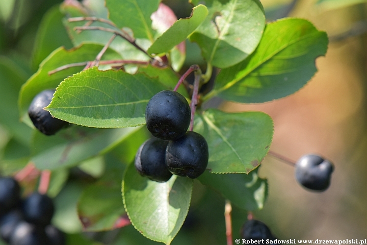 Jagodowe owoce aronia