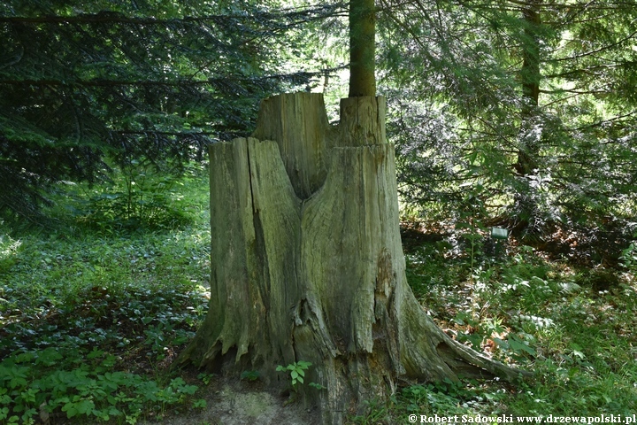 Arboretum Karnieszewice