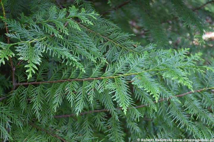 Arboretum Karnieszewice Żywotnik olbrzymi 'Atrovirens'