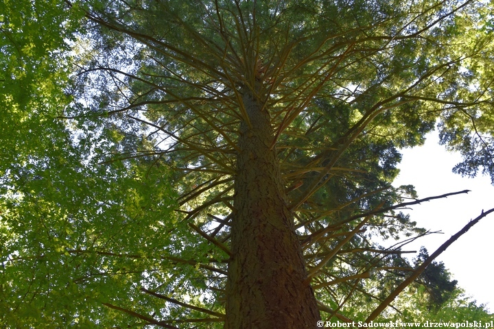 Arboretum Karnieszewice Daglezja zielona