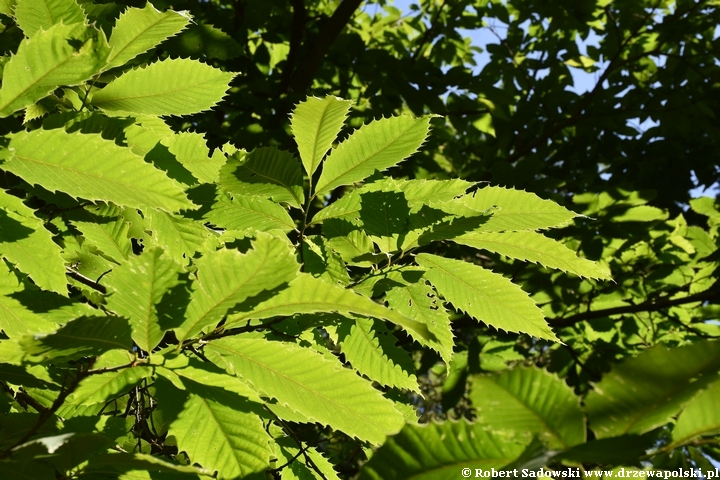 Arboretum Karnieszewice Kasztan jadalny