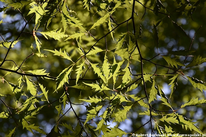 Arboretum Karnieszewice Buk pospolity odm. paprotkowata 'Asplenifolia'