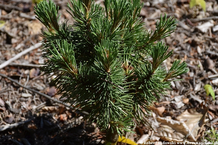 Arboretum Karnieszewice Sosna drzewokosa 'Zieleniec'