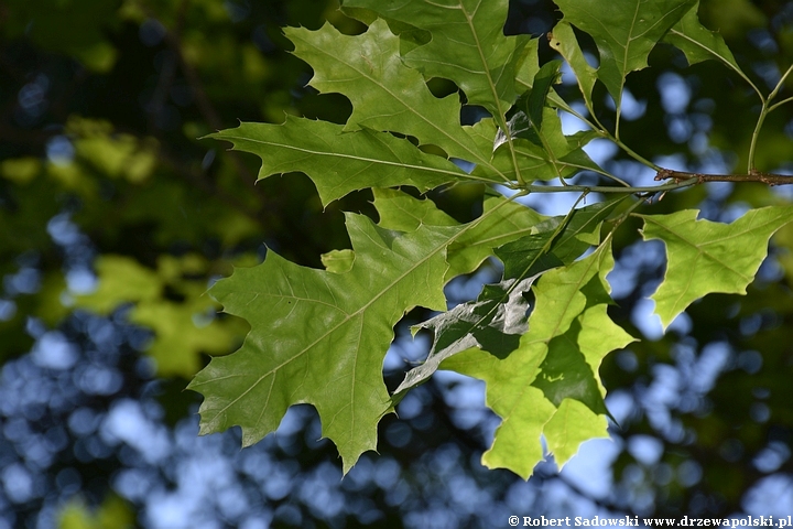 Arboretum Karnieszewice Quercus ×richterii