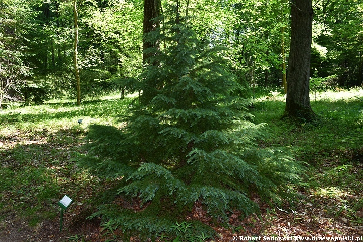 Arboretum Karnieszewice Choina Mertensa