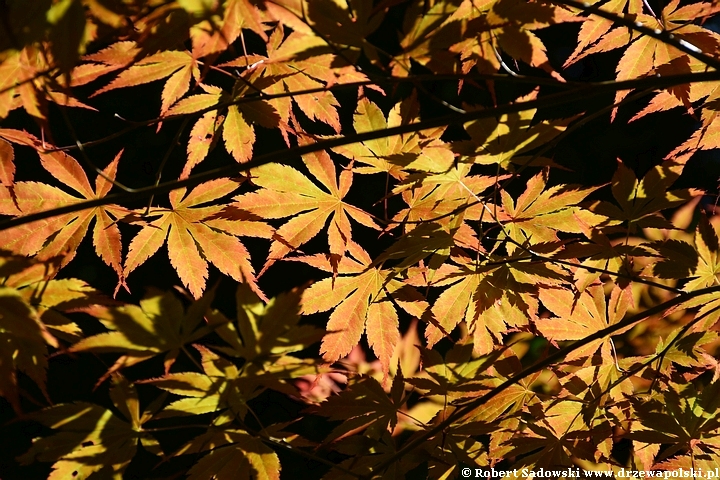 Arboretum Karnieszewice Klon palmowy