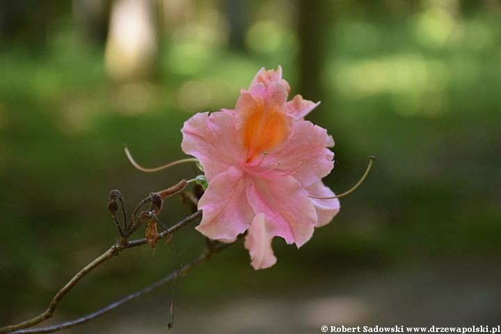 Arboretum Karnieszewice Azalia