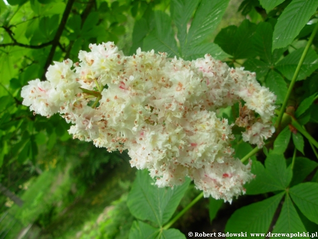 kasztanowiec Baumannii