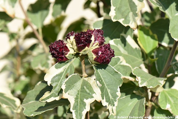 Ketmia syryjska 'purpureus variegatus'