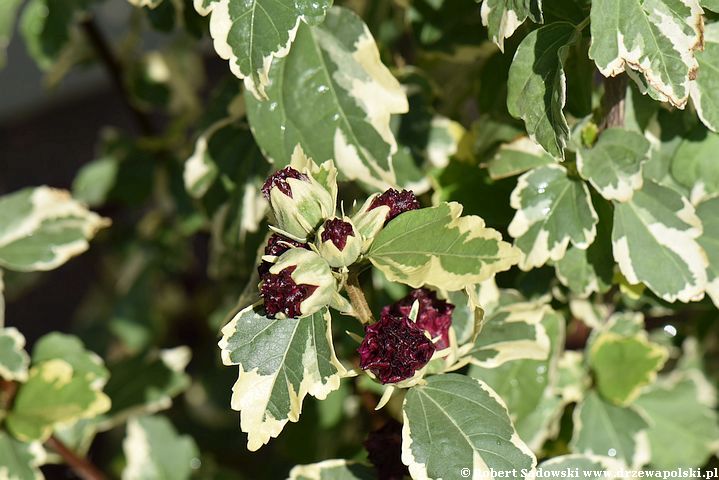 Ketmia syryjska 'purpureus variegatus'