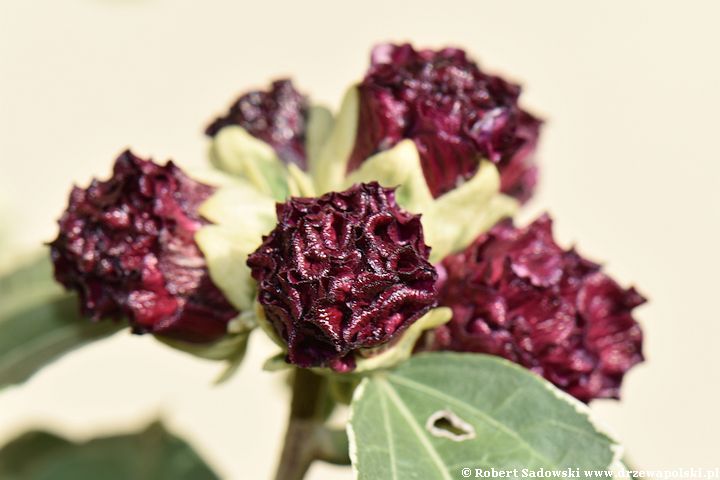 Ketmia syryjska 'purpureus variegatus'