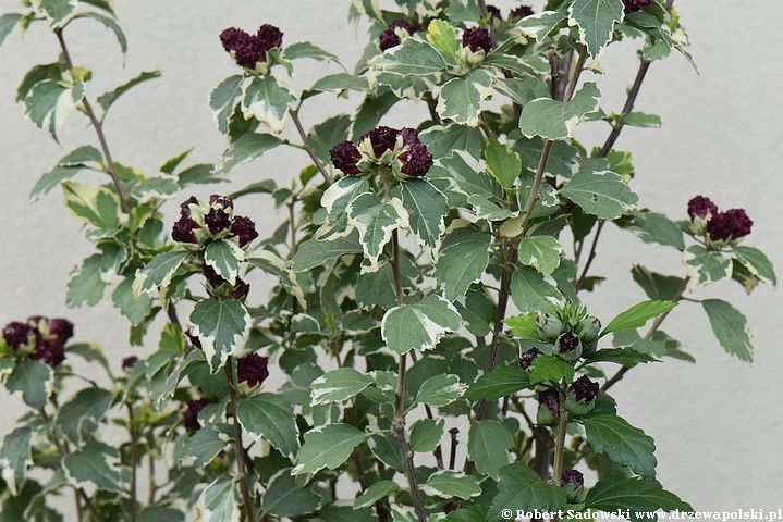 Ketmia syryjska 'purpureus variegatus'