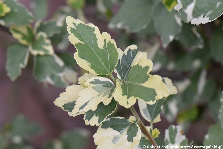 Ketmia syryjska 'purpureus variegatus'