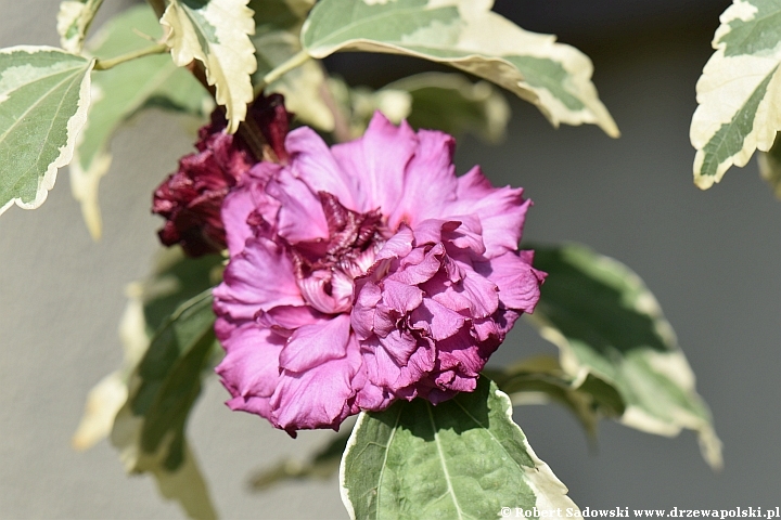 Ketmia syryjska 'purpureus variegatus'