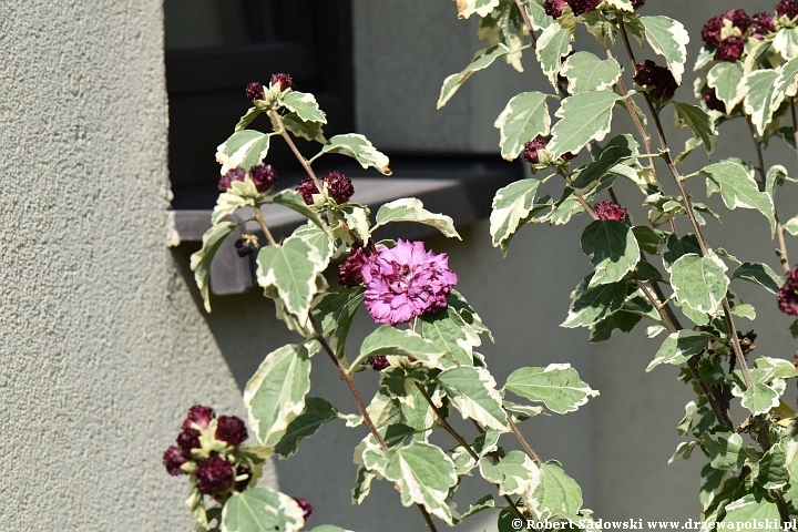 Ketmia syryjska 'purpureus variegatus'