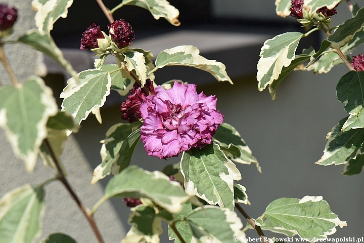 Ketmia syryjska 'purpureus variegatus'