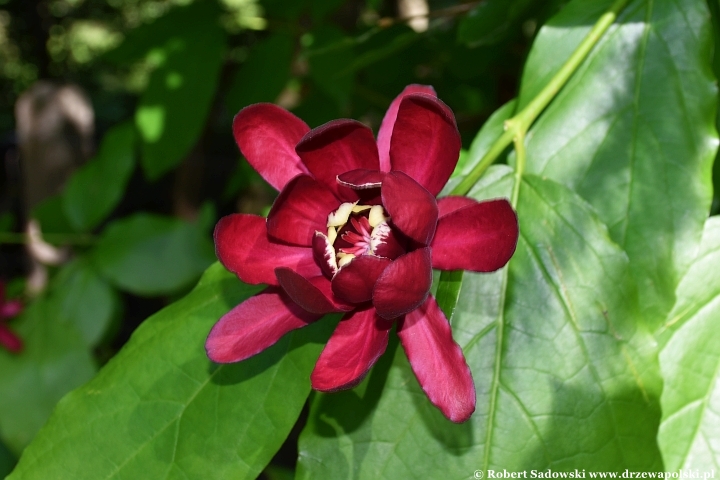 Kielichowiec 'Aphrodite' - kwitnienie